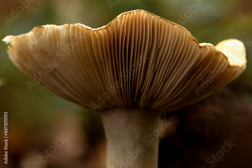 Pilz mit Lamellenschirm auf Waldboden