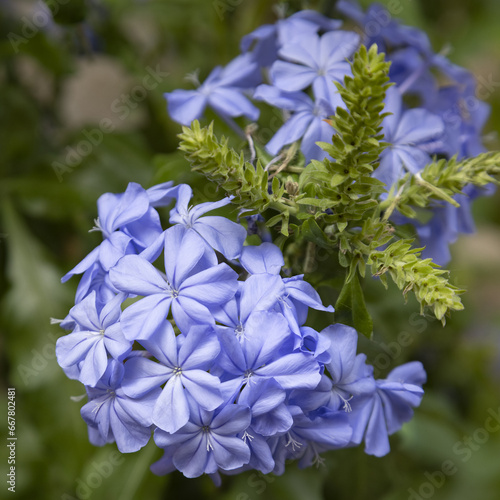 Bilde på lerret Fleur de Plumbago