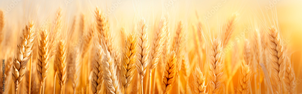 Ears of wheat in a wheat field. Generative AI, Ears of wheat in a wheat field. Generative AI,