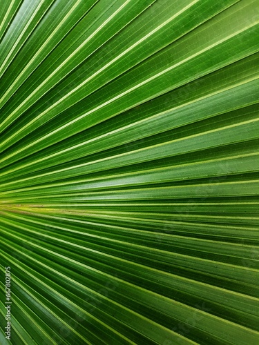 Close up of a green leaf, backgrounds and textures. © Elis Cora