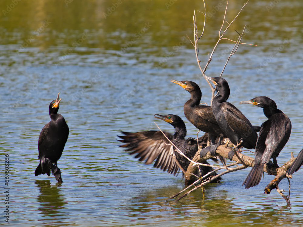 four cormorants try to scare away a cormorant that is balanced on a short branch and intends to join the group.