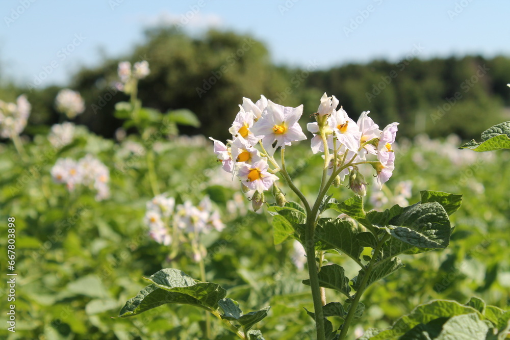 flowers flowers