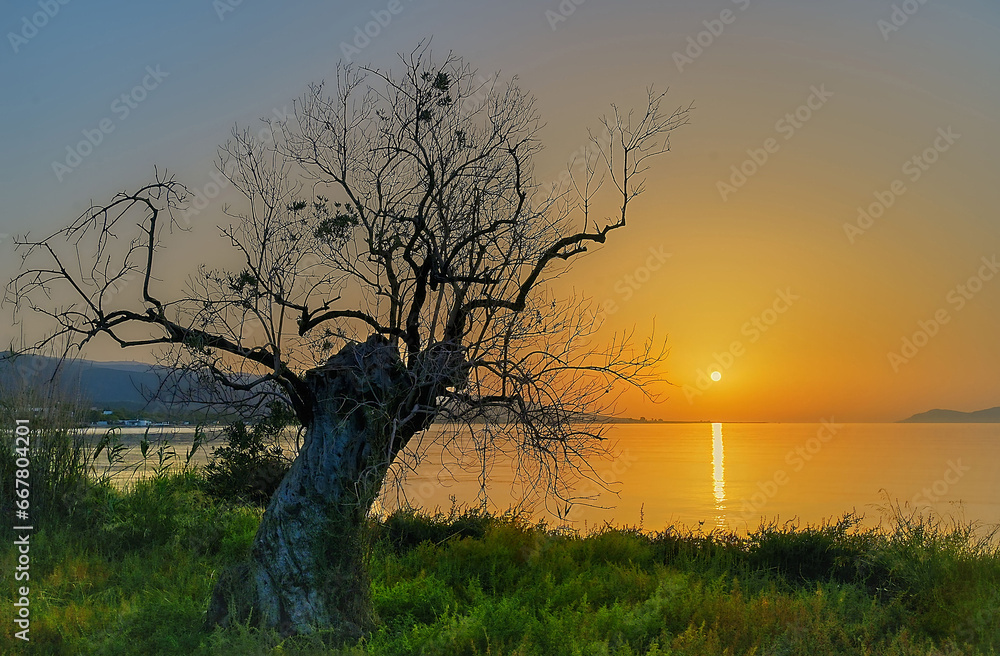 Fototapeta premium Sonnenaufgang mit Olivenbaum am Meer