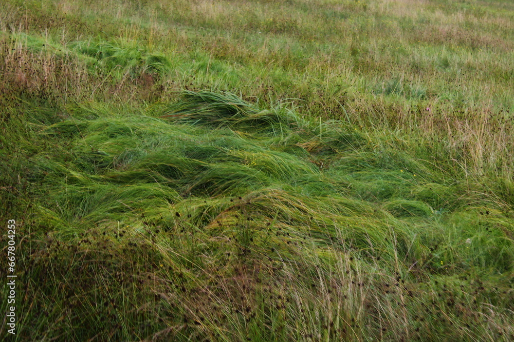 grass in the wind grass in the wind