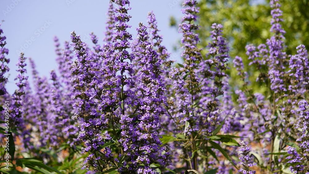 Obraz premium field of lavender