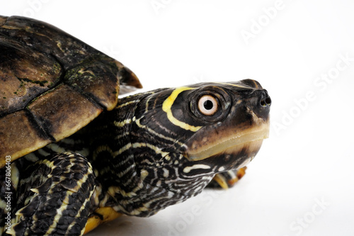 Mississippi map turtle // Mississippi-Höckerschildkröte (Graptemys pseudogeographica kohnii) © bennytrapp