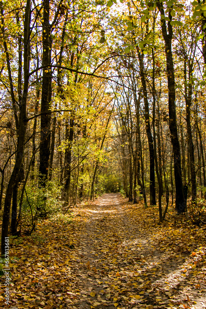 Obraz premium Autumn in the forest. Road in the autumn forest. Fallen yellow leaves on the road in the forest.