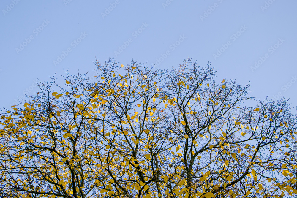 Tree tops in the autumn forest against the blue sky. The crown of an autumn tree against the sky. Autumn in the forest. Tree tops in the autumn forest against the blue sky. The crown of an autumn tree against the sky. Autumn in the forest.