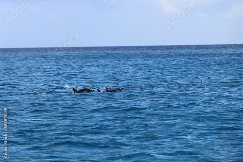 Dolphins on the surface of a quiet sea