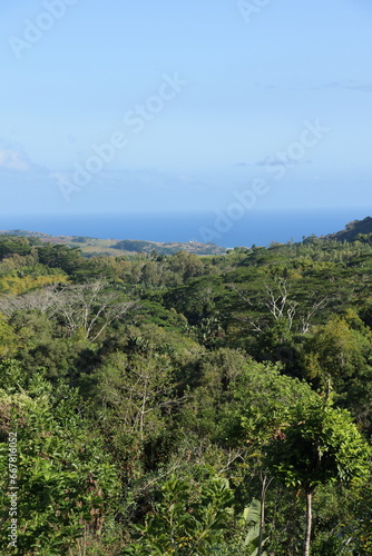 View on dense vegetation and the blue sea in the distance