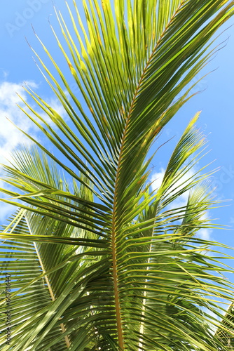 Closeup of palm tree leaf with blue sky in the background