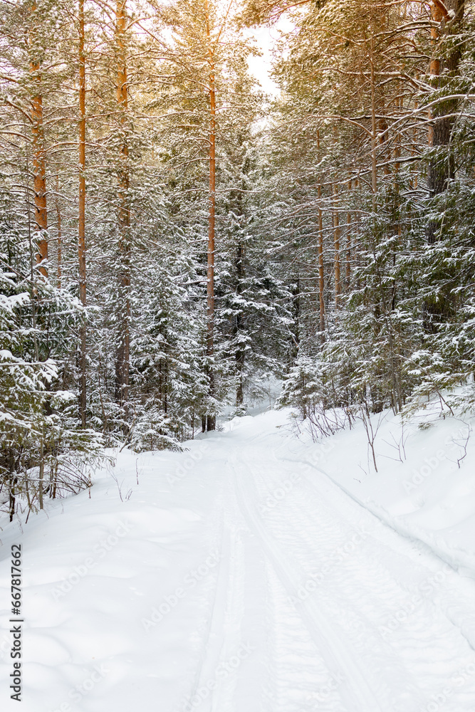 winter landscape in a snowy forest, a road running through a snowy forest winter landscape in a snowy forest, a road running through a snowy forest