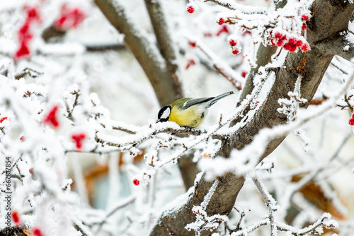bird tit on the branches of a rowan tree, red berries and snow