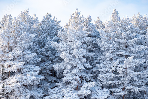 trees in a winter forest, branches covered with frost