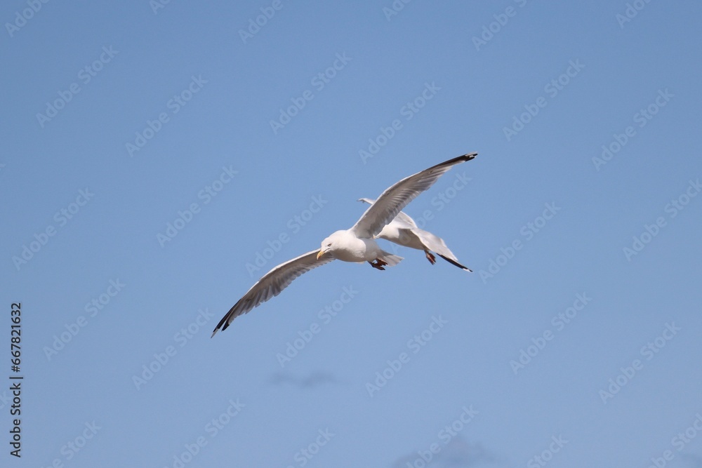 seagulls in flight