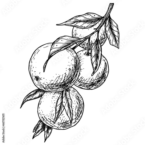 Orange Fruit Branch. Hand drawn vector illustration of citrus Food on white isolated background. Drawing of mandarin or tangerine. Sketch of clementine in line art style painted by black inks.