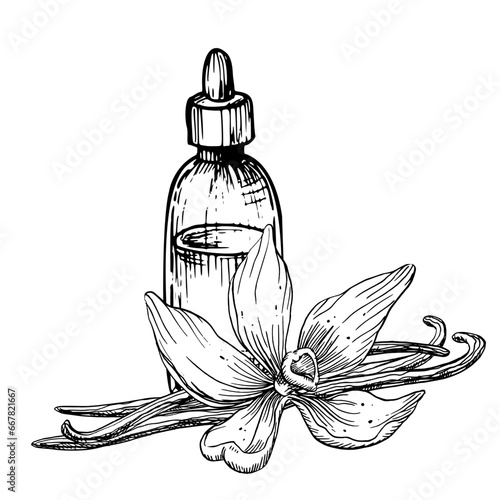 Vanilla Essential Oil. Hand drawn vector illustration of vintage Bottle, flower and sticks for aromatherapy in black and white colors. Linear drawing of old Flacon for alternative medicine.