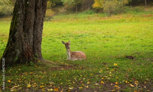 Zwierzęta pasące się na łąkach jesienią