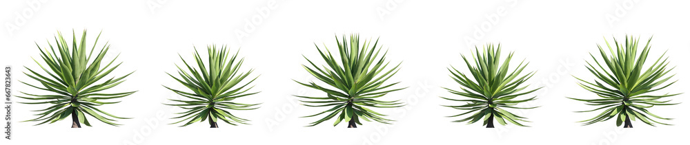 set of agave plants, 3d rendering with transparent background set of agave plants, 3d rendering with transparent background
