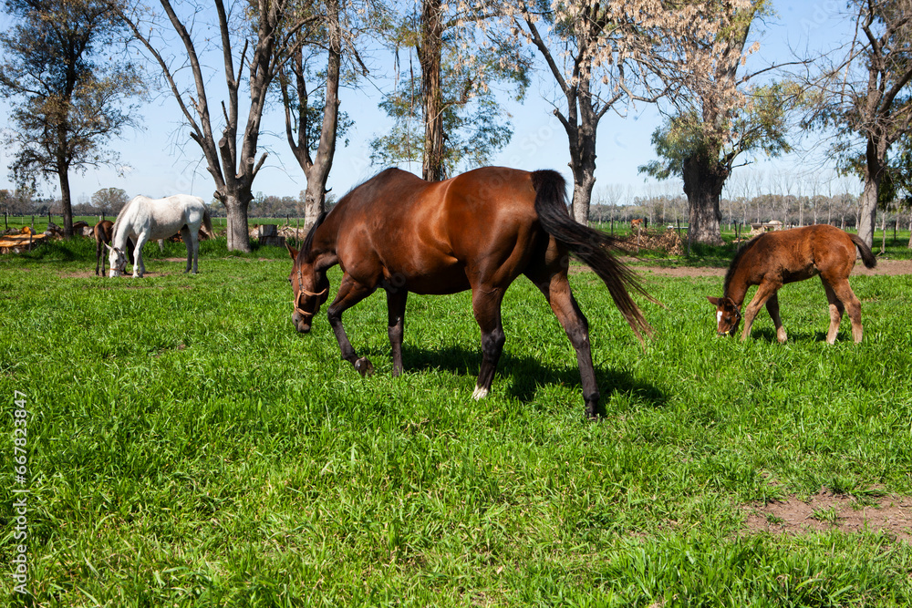 caballo marrón en campo y portillo caballo marrón en campo y portillo