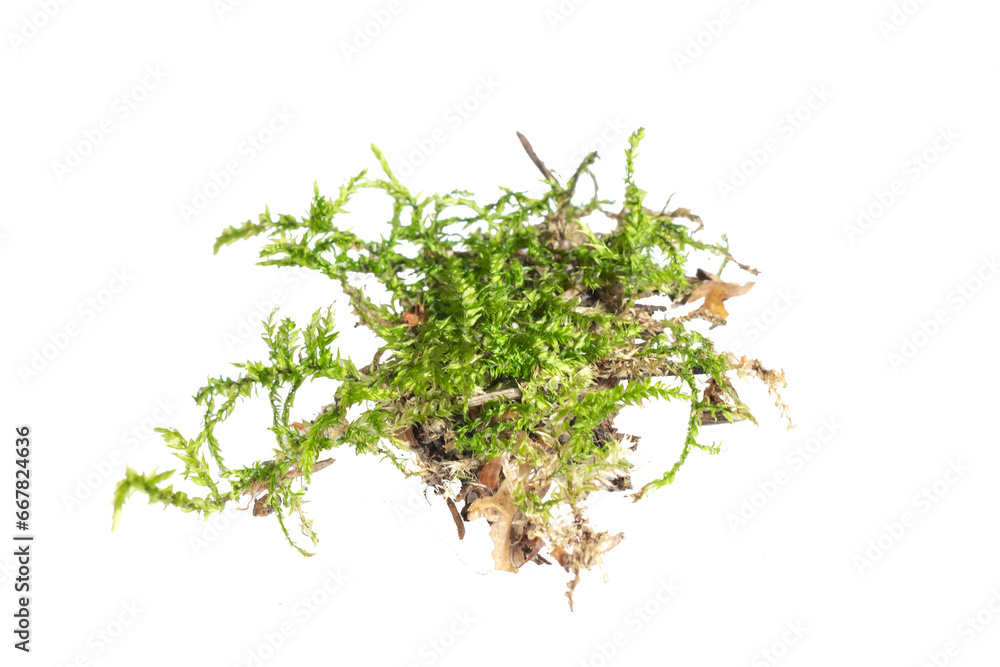 green moss on a white isolated background - obrazy, fototapety, plakaty 