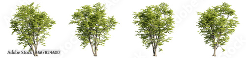 set of alnus tree, 3d rendering with transparent background