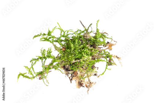 green moss on a white isolated background photo