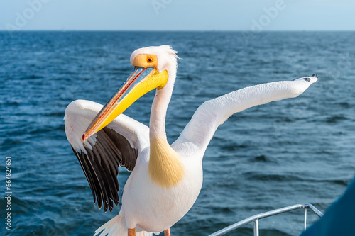 A view of a Pelican landing on a boat in Walvis Bay, Namibia in the dry season