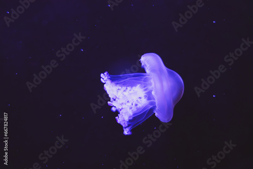 Illuminated Octopus jellyfish moving through the water. Isolated on dark background