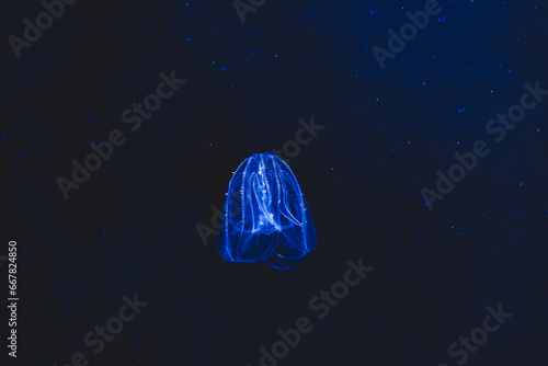 The Mnemiopsis jellyfish isolated on black background