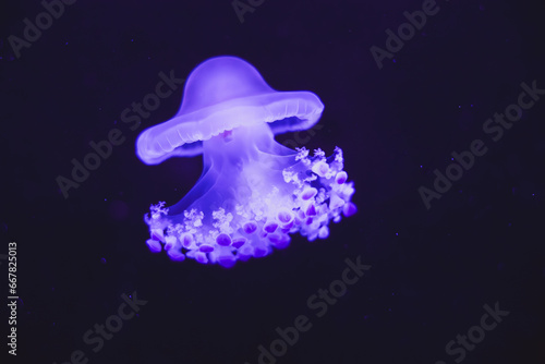 The Octopus jellyfish isolated on black background