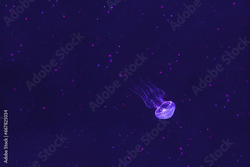 Illuminated jellyfish Eirene lactoides moving through the water. Isolated on dark background