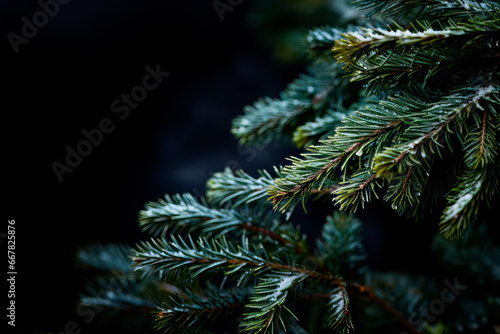A close up view of a Christmas fir tree frond or a green pine tree branch with snow on black background.