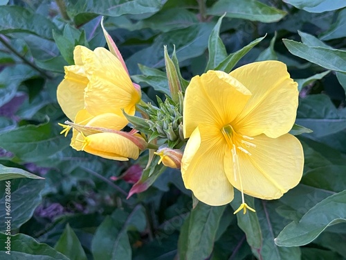 Foto Evening primrose yellow flowers Oenothera Biennis garden.