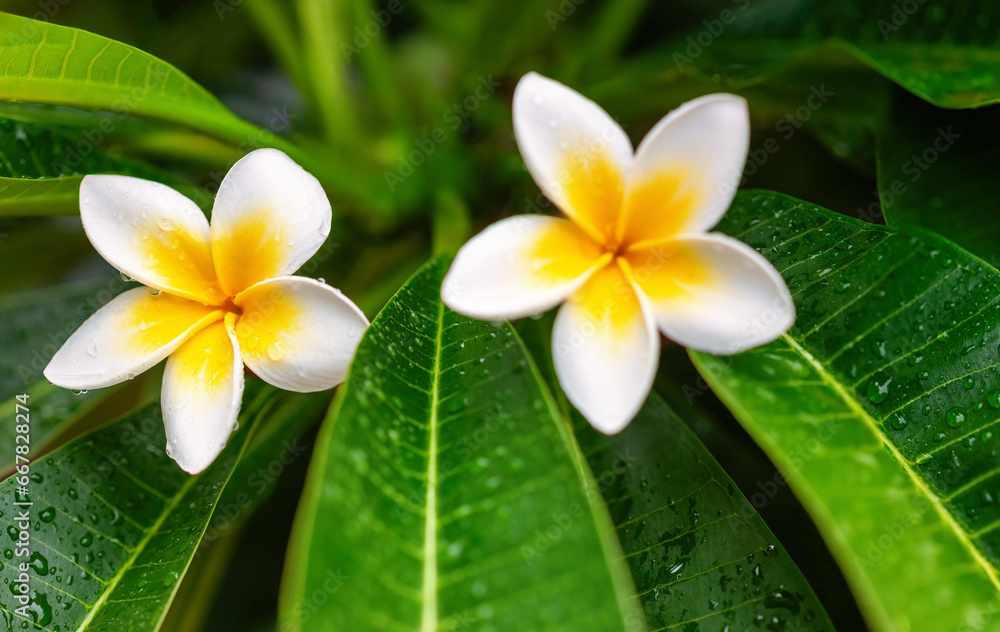 frangipani flowers fresh with water droplets in the morning frangipani flowers fresh with water droplets in the morning