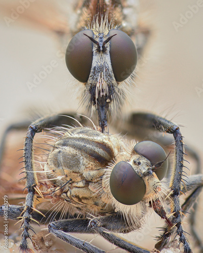 Portrait of a Robberfly with large brown compound eyes eating a Dune Robberfly (Philonicus albiceps) on sand. © Rasmuscool99