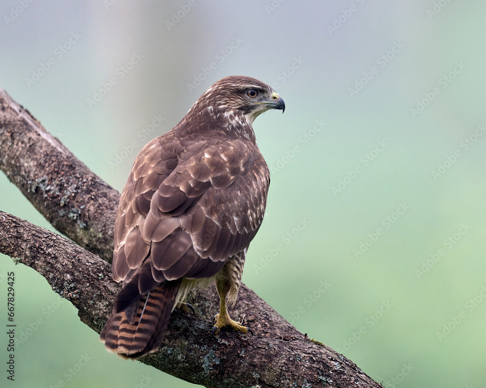 Obraz premium Common buzzard (Buteo buteo)