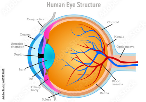 Human eye structure, anatomy. Retina, sclera, conjunctiva optic nerve, include, cornea, iris, pupil, macula, vessels. how to see. Parts of the outside the eyeball. Cross section. Illustration vector