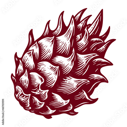 pitaya, dragon fruit sketch