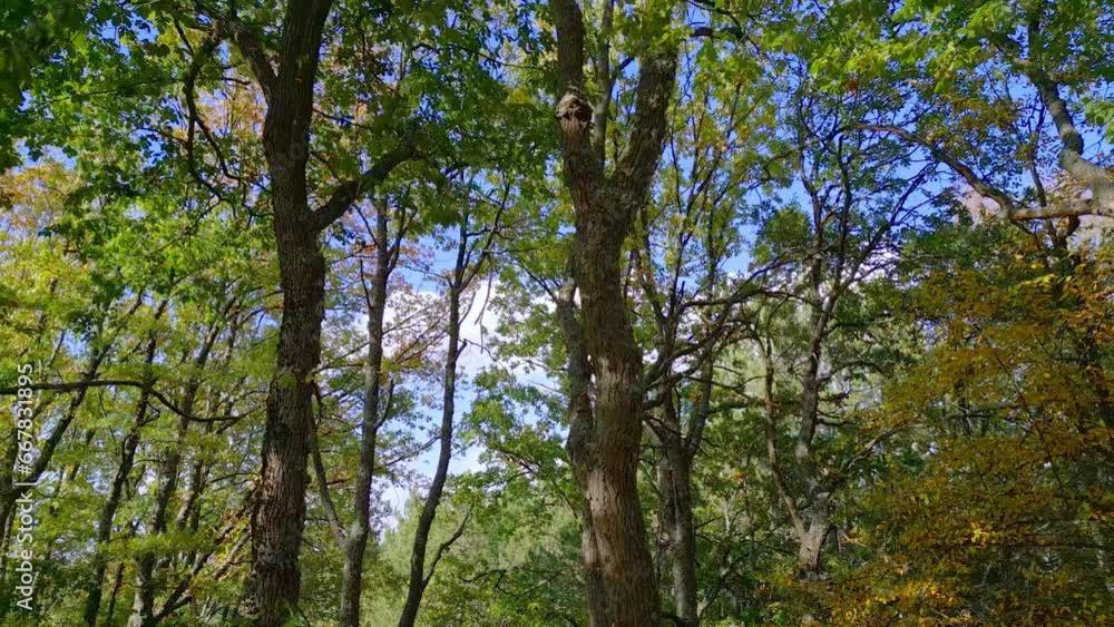 Nature, motion through the forest, clear blue sky, slight up view Nature, motion through the forest, clear blue sky, slight up view
