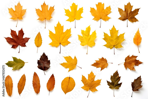 set of different autumn leaves isolated on a white background