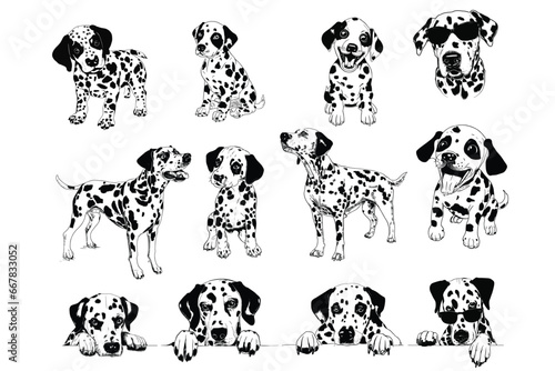 Dalmatian Dog Bundle: A Collection of Vector Illustrations Celebrating the Playful Elegance of Dalmatians