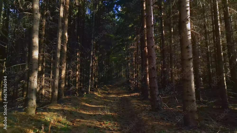 Nature wallpaper, path in a dense evergreen forest, forward motion Nature wallpaper, path in a dense evergreen forest, forward motion