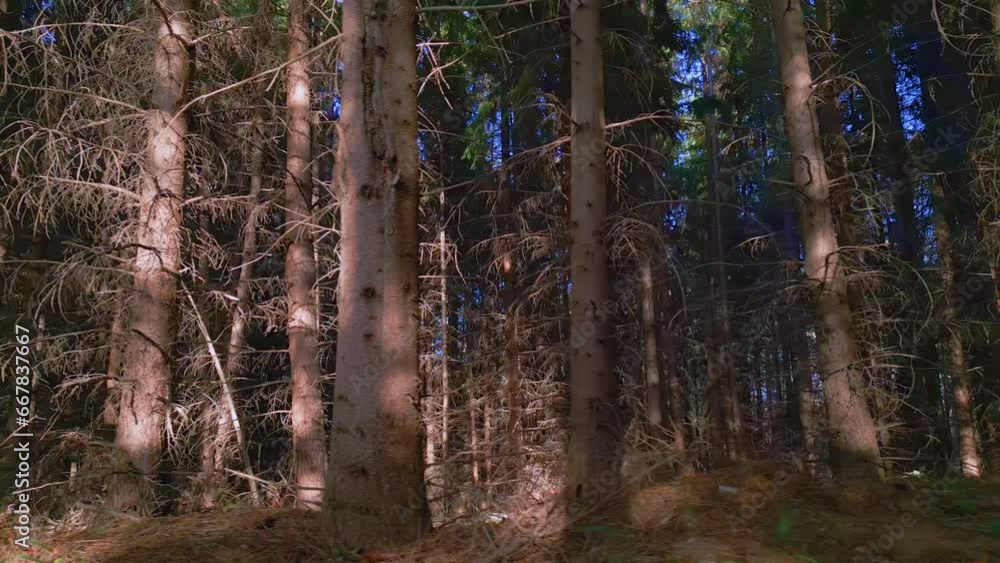 Nature, dense pine forest, tree steams, ground, low angle view Nature, dense pine forest, tree steams, ground, low angle view