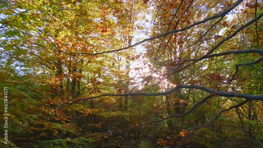 Magical autumn forest, golden, orange, yellow leaves on tree branches, sunshine Magical autumn forest, golden, orange, yellow leaves on tree branches, sunshine