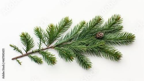 a bouquet of fir branches in a realistic depiction  intricate details of pine needles on a clean white background.
