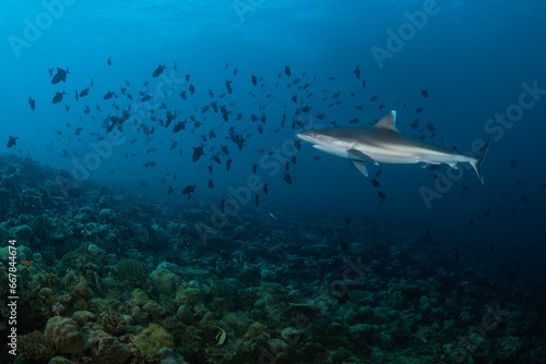 Dangerous and beautiful predator shark swimming in the deep of Indian Ocean © Margarita Hranovska
