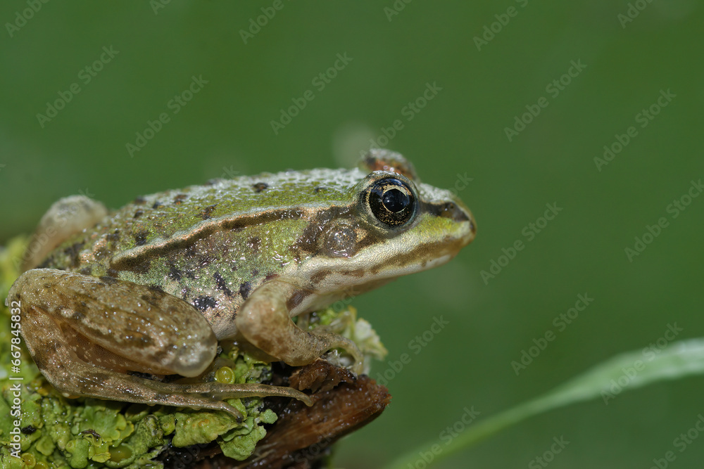 Closeup on a brilliant green juvenile Marsh frog, Pelophylax ridibundus sitting on lichen covered wood Closeup on a brilliant green juvenile Marsh frog, Pelophylax ridibundus sitting on lichen covered wood
