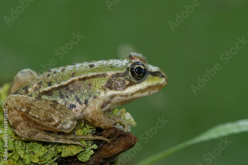 Closeup on a brilliant green juvenile Marsh frog, Pelophylax ridibundus sitting on lichen covered wood
