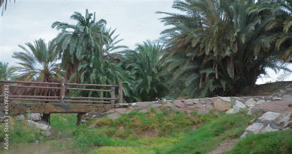 Water spring and palm trees in Saudi Arabia Water spring and palm trees in Saudi Arabia